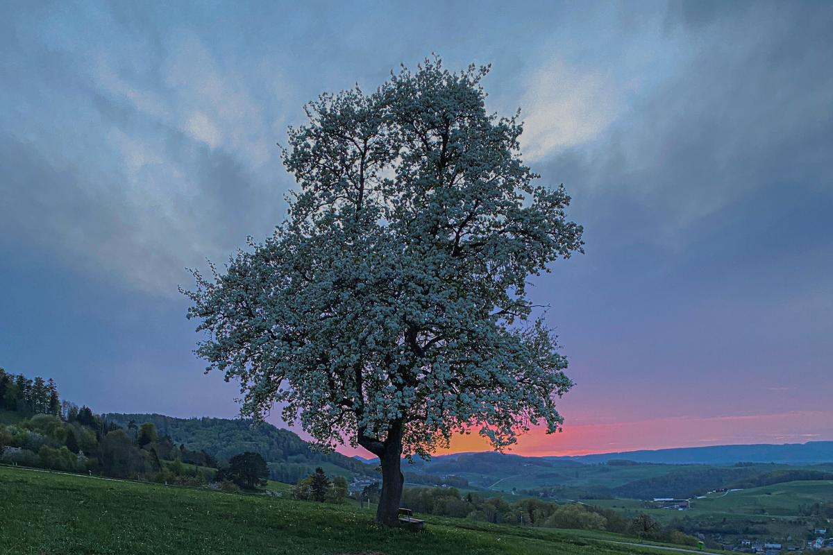 Baum Abendstimmung