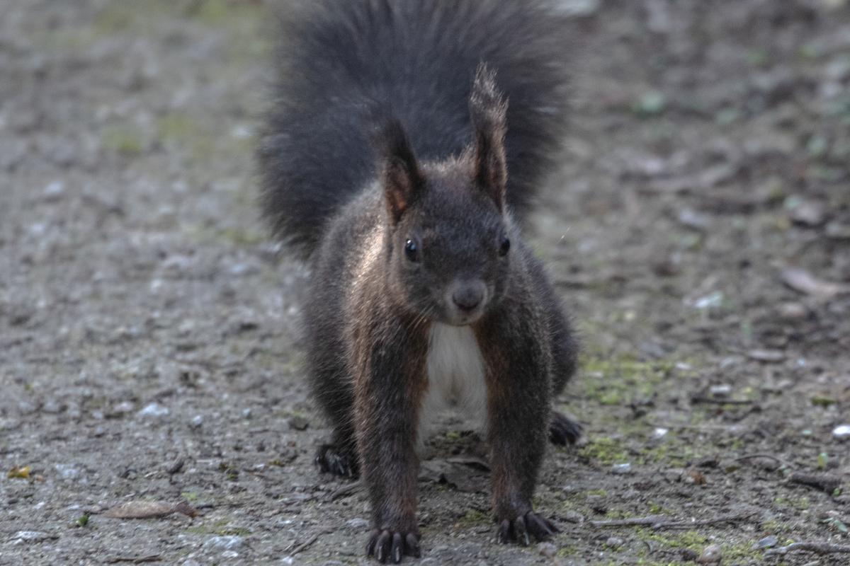 Eichhörnchen