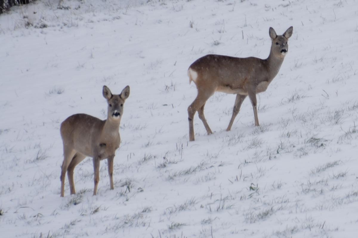 Rehe Winter