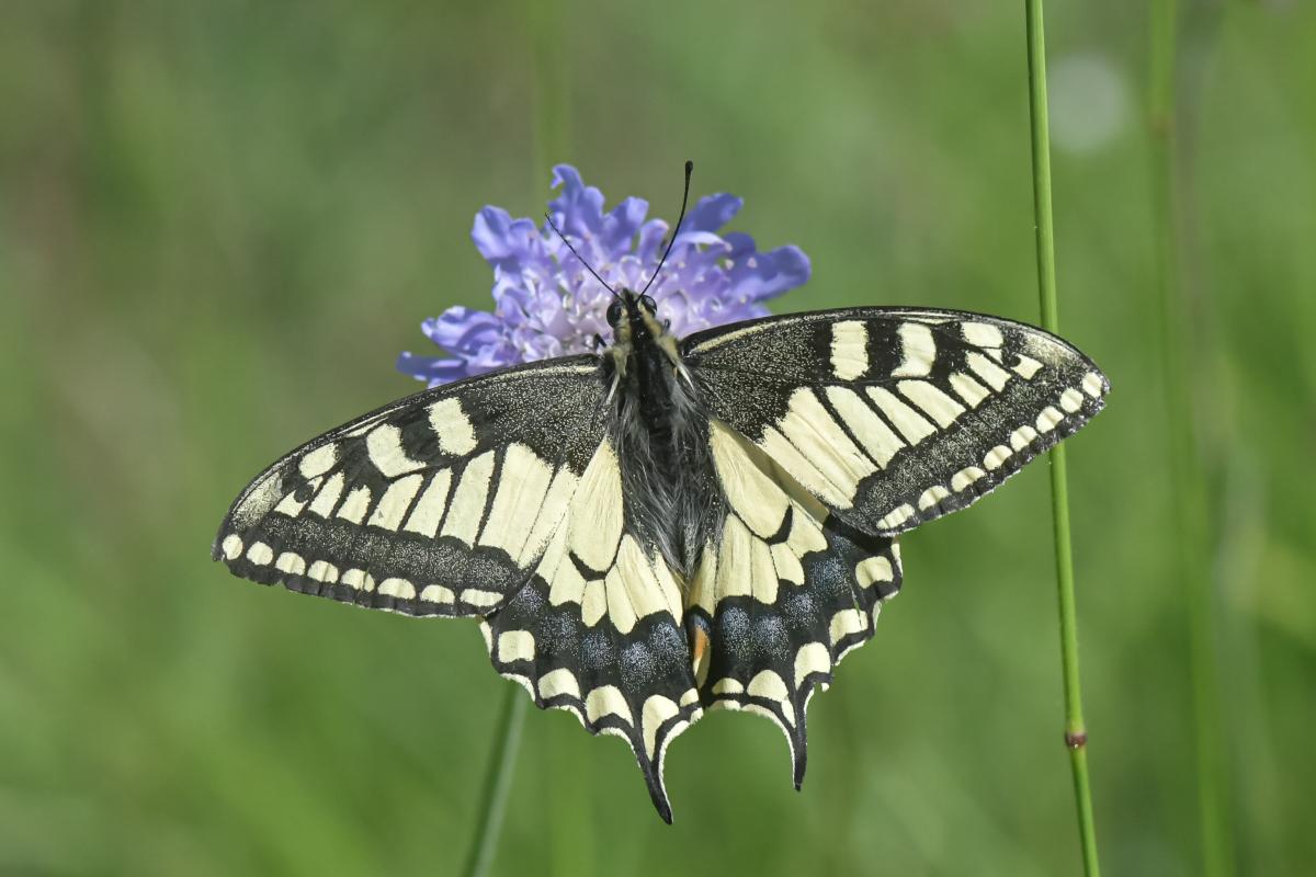 Schmetterling