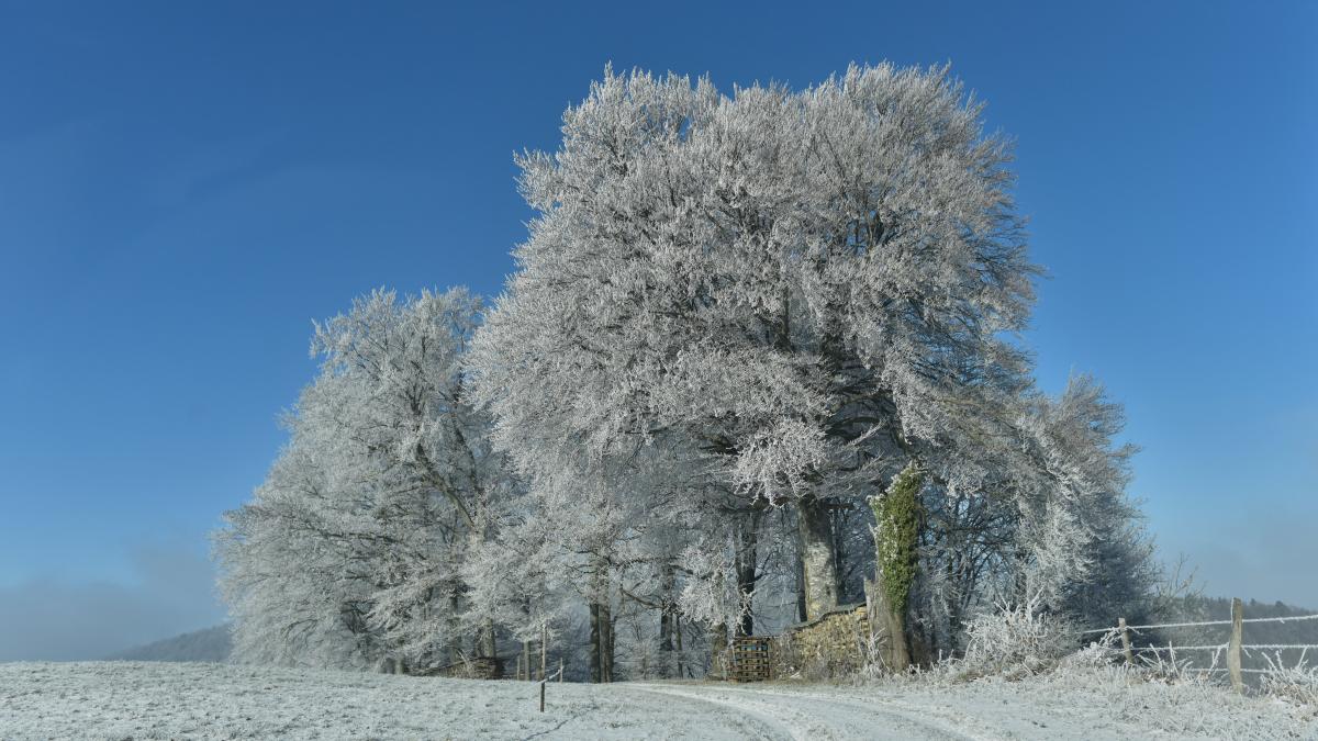 Winterbaum